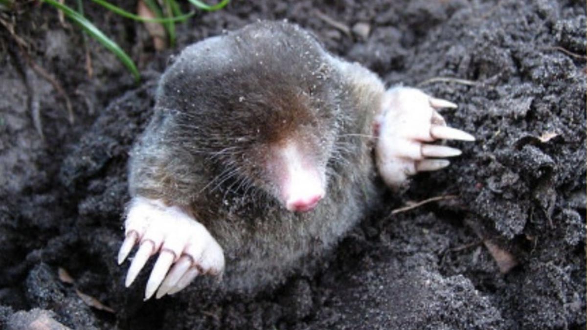 THE MOLE FACTOR
