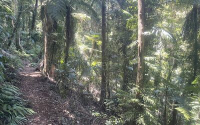 Conflict versus easy rider